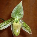 PAPHIO WARDII
